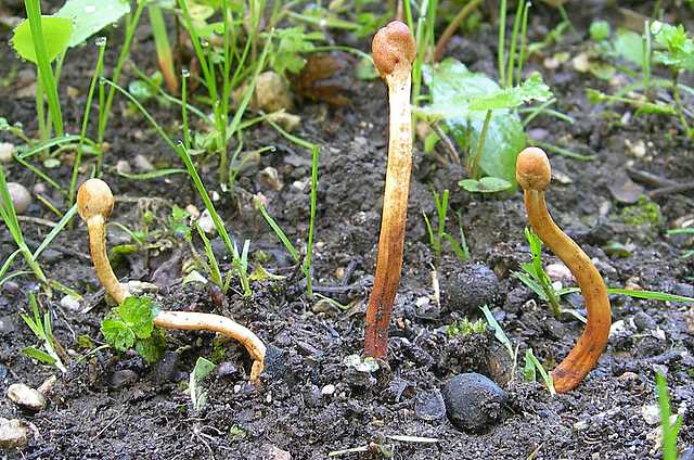 Funghi cittadini